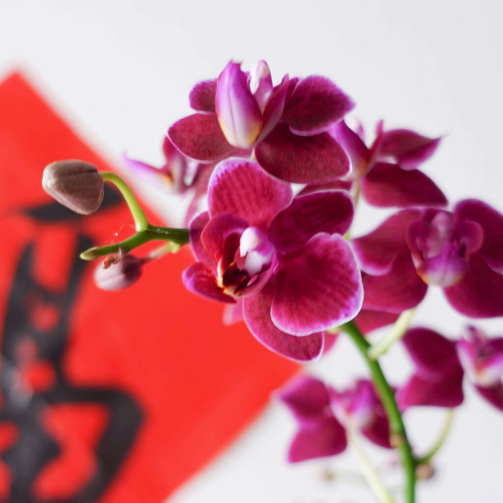Happy Chinese New Year CNY 2022 AfterRainFlorist PJ Malaysia Florist KL Selangor Klang Valley Flower & Gift Delivery Service Phalaenopsis Orchid Potted Plant Fortune Year CNY Cute Mini Phalaenopsis Orchid Pot 1 stalk