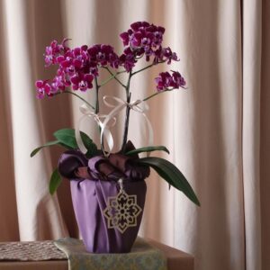 Raya_2024_Flower_Collection_Kenangan_Manis_Mini_Phalaenopsis_Orkid_PJ_Florist_KL_Klang_Valley_Flower_Gift_Delivery_Services