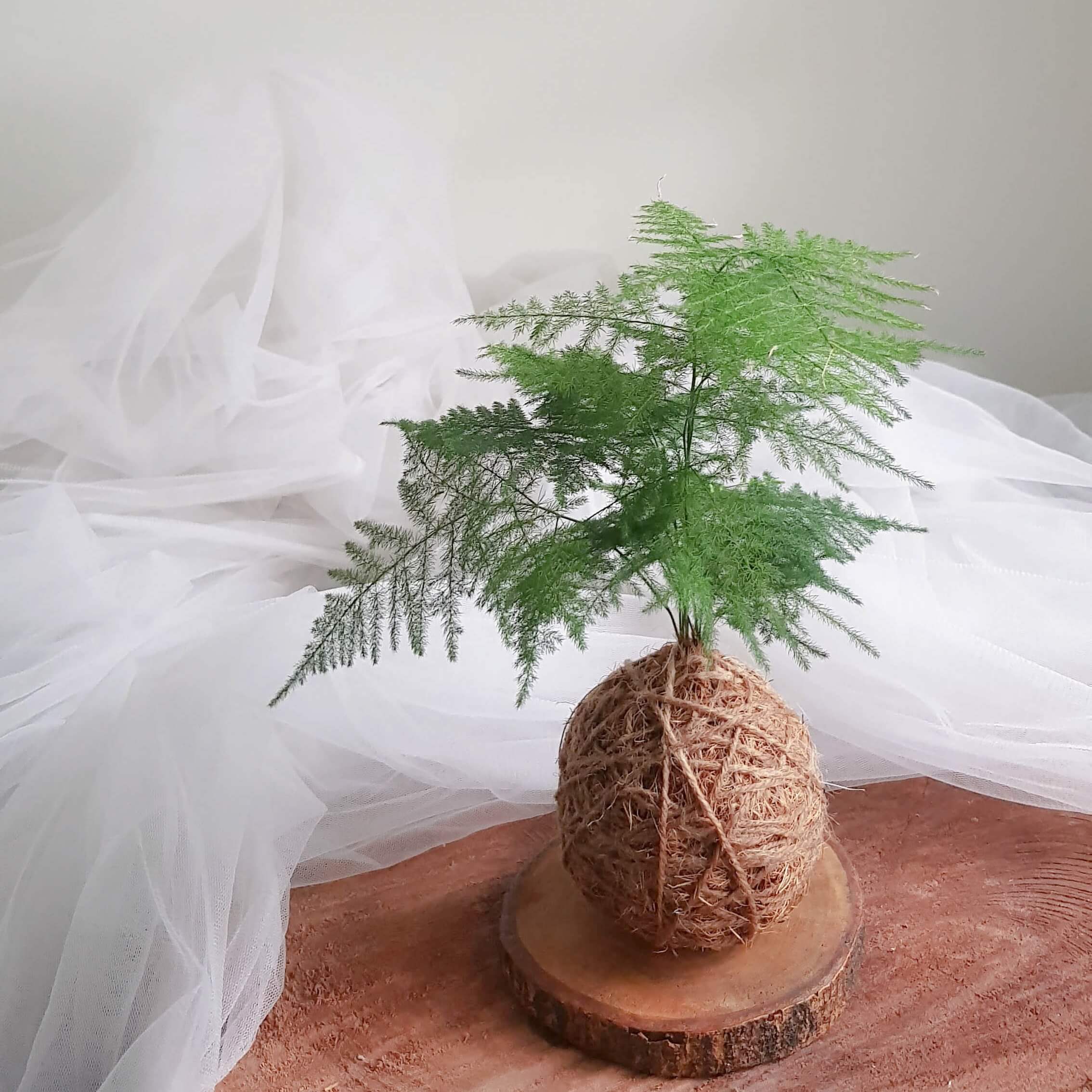 Kokodema Asparagus Fern by AfterRainFlorist, PJ Florist, KL & Selangor Flower Delivery Service Kokodema Asparagus Fern by AfterRainFlorist, PJ Florist, KL & Selangor Flower Delivery Service