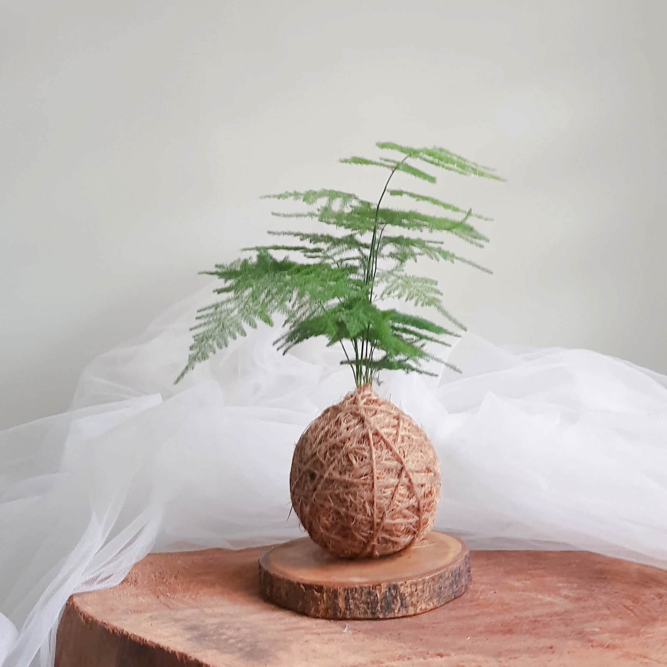 Kokodema Asparagus Fern by AfterRainFlorist, PJ Florist, KL & Selangor Flower Delivery Service Kokodema Asparagus Fern by AfterRainFlorist, PJ Florist, KL & Selangor Flower Delivery Service