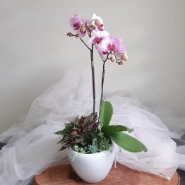 Orchid Potted Plant with Succulent & Greens by AfterRainFlorist, PJ Florist, KL & Selangor Flower Delivery
