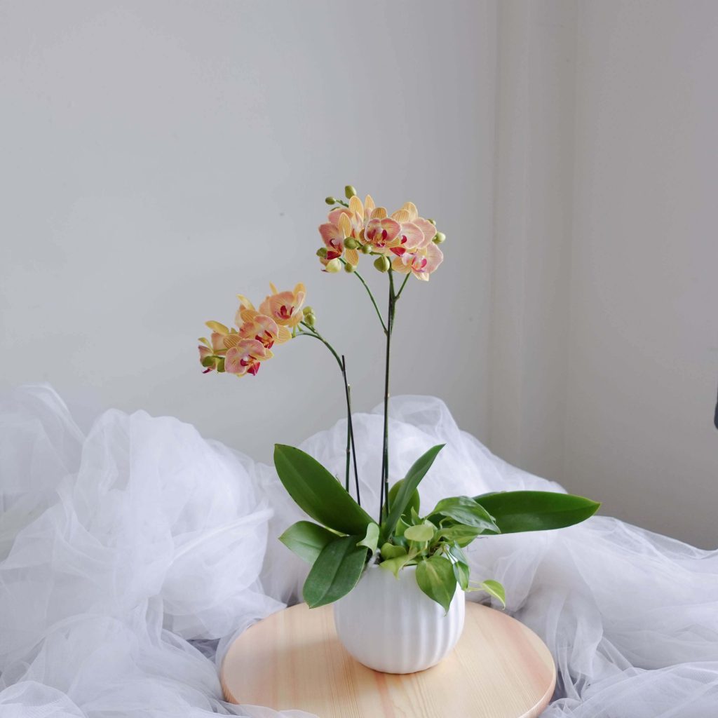 Phalaenopsis Orchid Potted Plant with Greens by AfterRainFLorist, Pj(Malaysia) Florist,KL & Selangor Flower Delivery Service