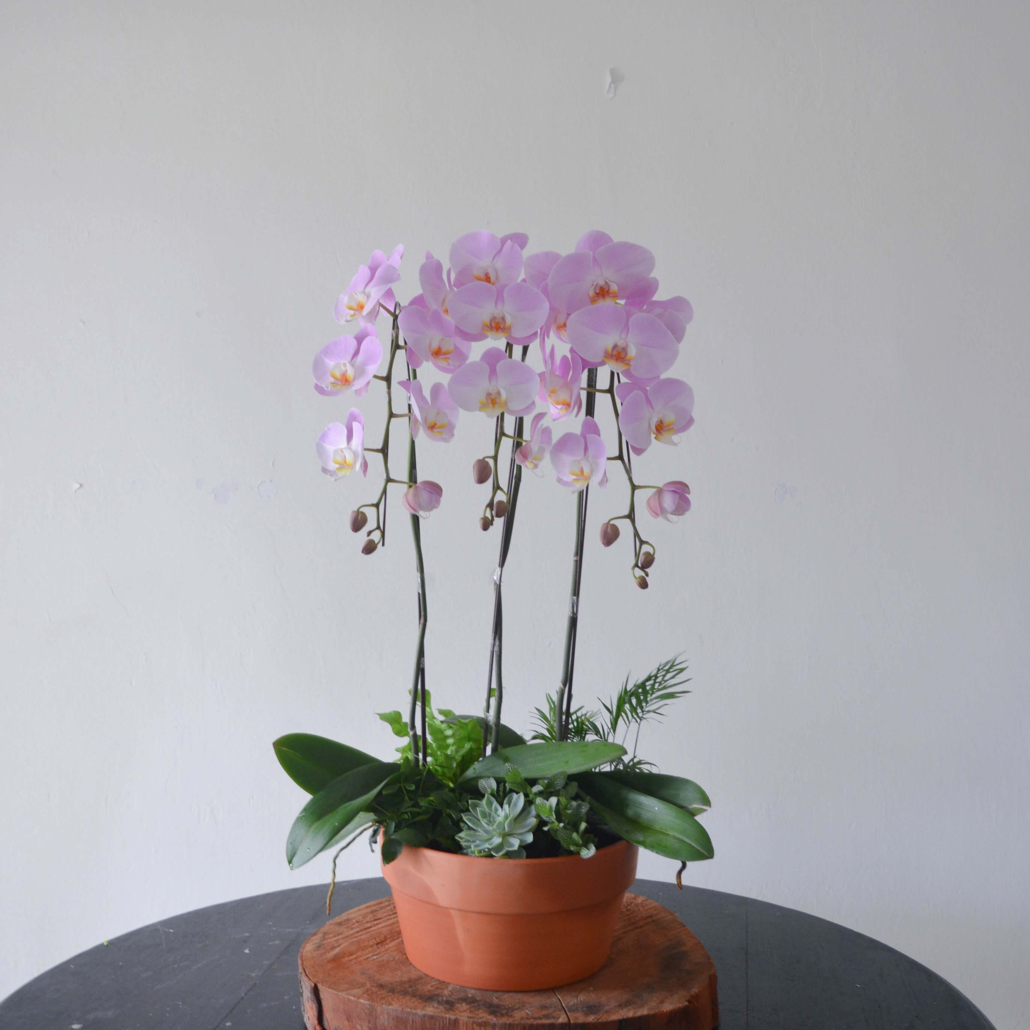 Housewarming Opening Abundant Wealth Phalaenopsis Orchid Potted Plant by AfterRainFLorist, PJ (Malaysia) online Florist,KL & Selangor / Klang Valley Flower Delivery Service Housewarming Opening Abundant Wealth Phalaenopsis Orchid Potted Plant by AfterRainFLorist, PJ (Malaysia) online Florist,KL & Selangor / Klang Valley Flower Delivery Service