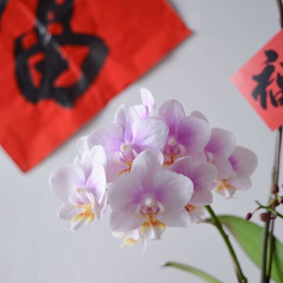 Lucky Chinese New Year CNY 2022 AfterRainFlorist PJ Malaysia Florist KL Selangor Klang Valley Flower & Gift Delivery Service Phalaenopsis Orchid Potted Plant Abundant Wealth CNY Cute Mini Phalaenopsis Orchid Pot 1 stalk