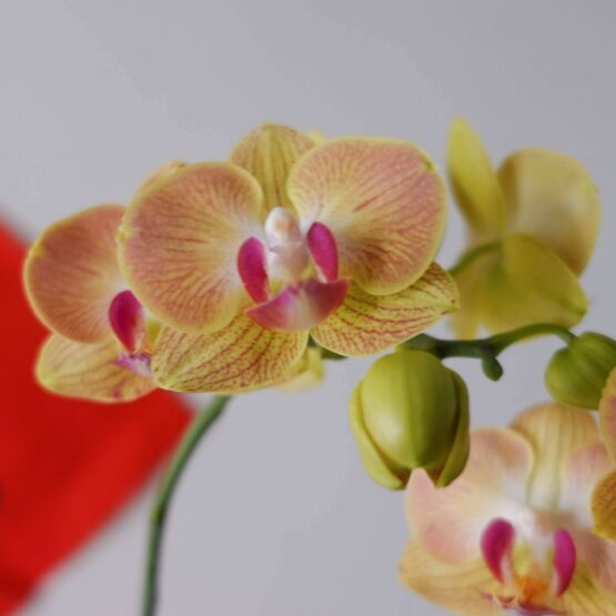 Lucky Chinese New Year CNY 2022 AfterRainFlorist PJ Malaysia Florist KL Selangor Klang Valley Flower & Gift Delivery Service Phalaenopsis Orchid Potted Plant Glorious Year CNY Cute Mini Phalaenopsis Orchid Pot 1 stalk